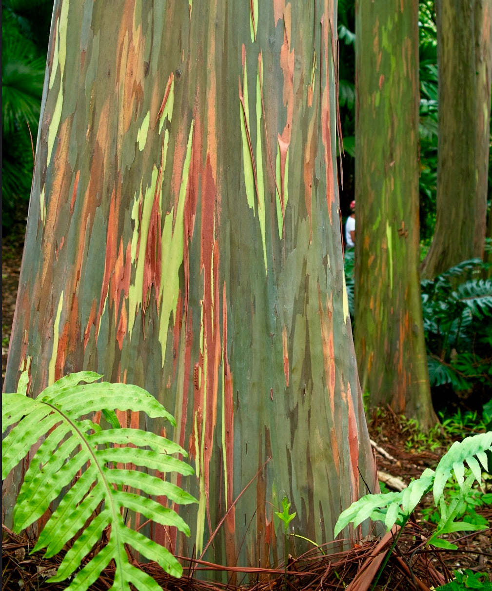 Eucalyptus deglupta | Rainbow Eucalyptus | Mindanao Gum | SEEDS