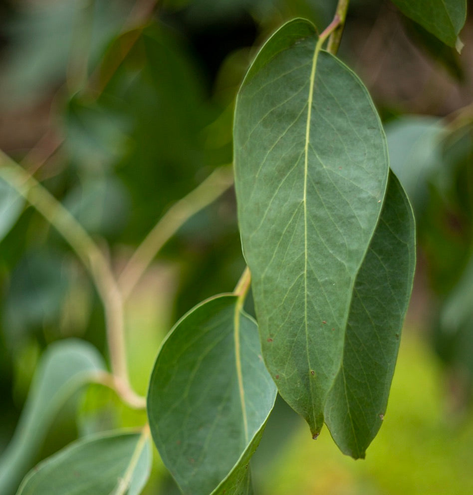Eucalyptus obliqua | Tasmanian Oak SEEDS