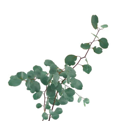 Ramo di Eucalyptus populus con foglie rotonde verde-blu e steli sottili rossastri
