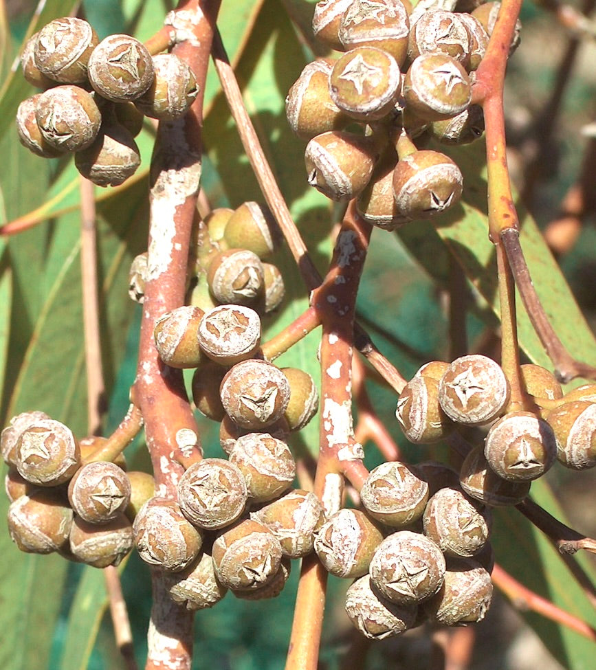 Eucalyptus × trabutii clusters of dry woody seed capsules on reddish stems with green leaves