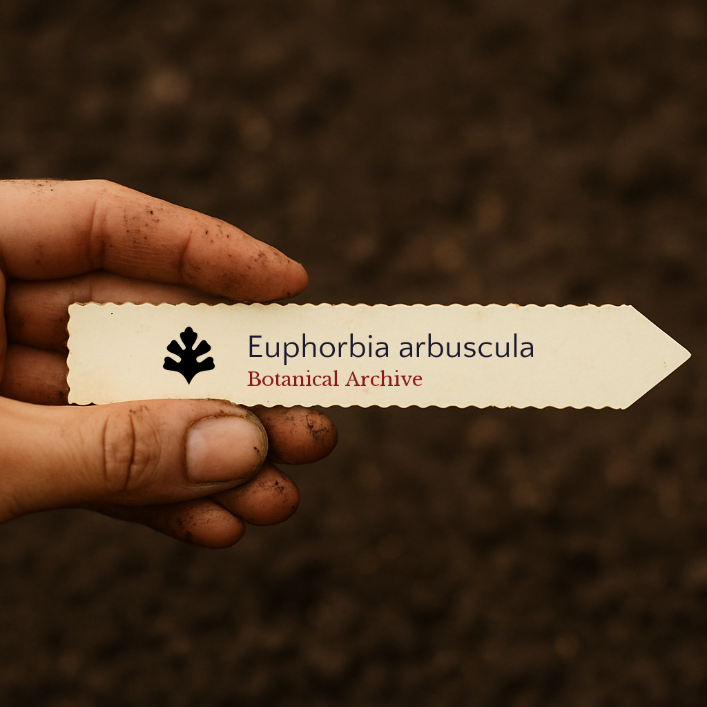 Euphorbia arbuscula | 5 SEEDS