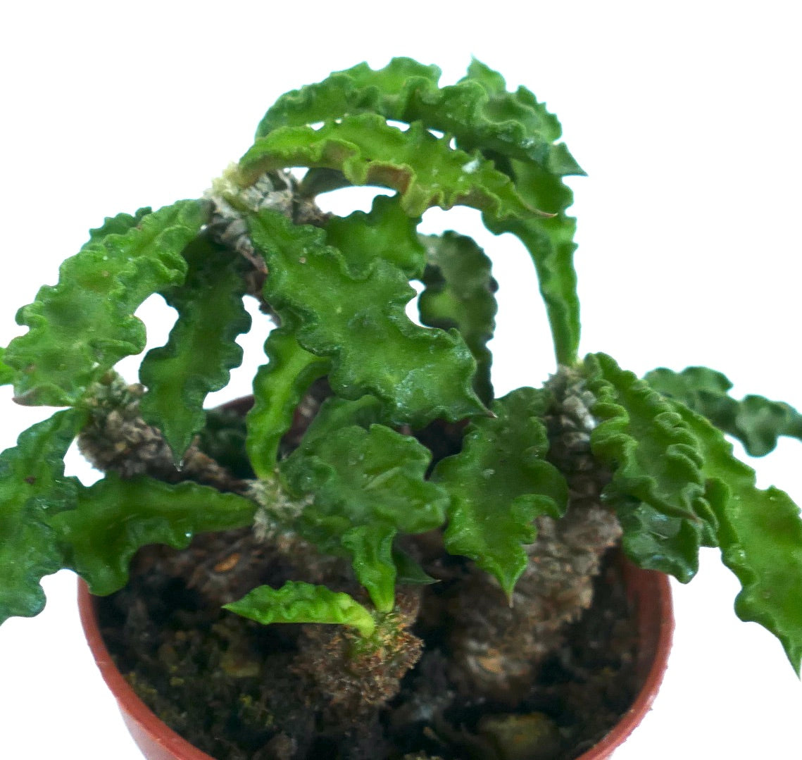 Euphorbia decaryi var. spirosticha succulent with wavy green leaves and thick textured stems in pot
