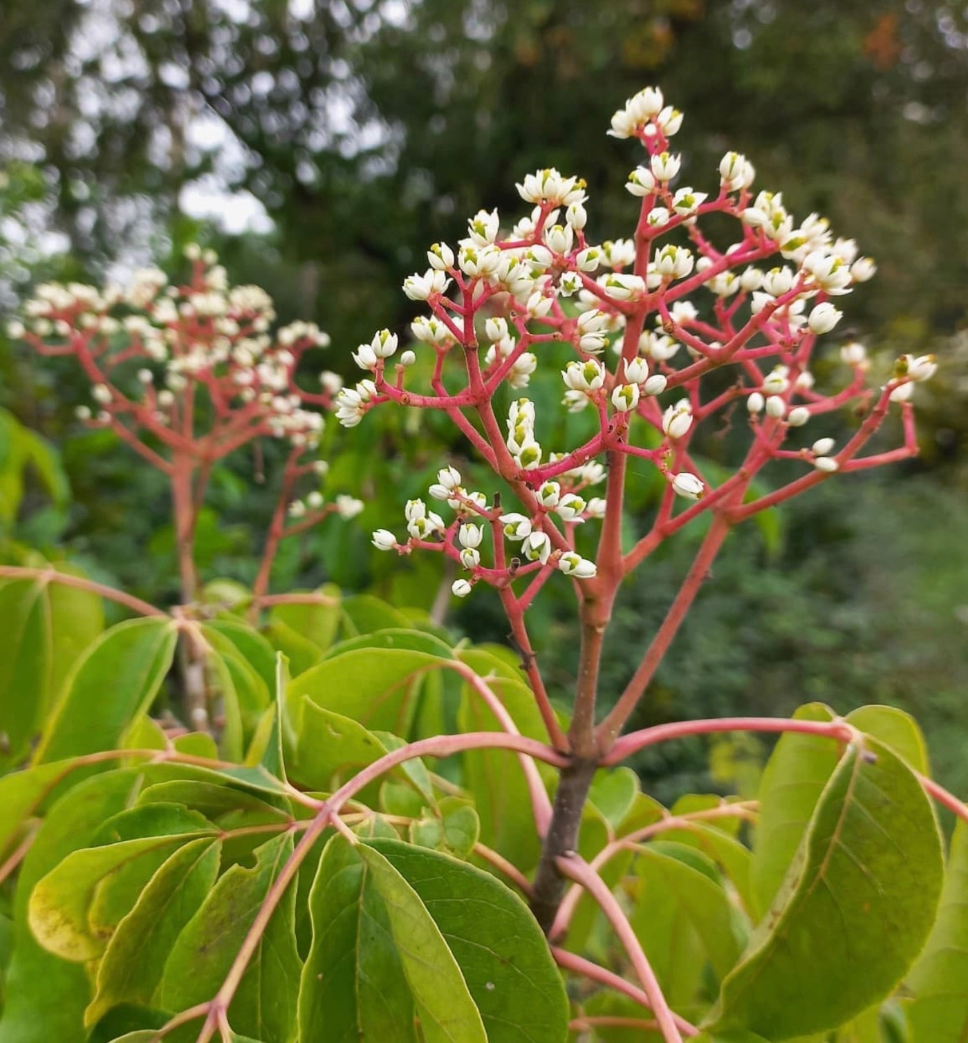 Evodia danielli con gruppi di piccoli fiori bianchi e foglie verdi su steli rossi