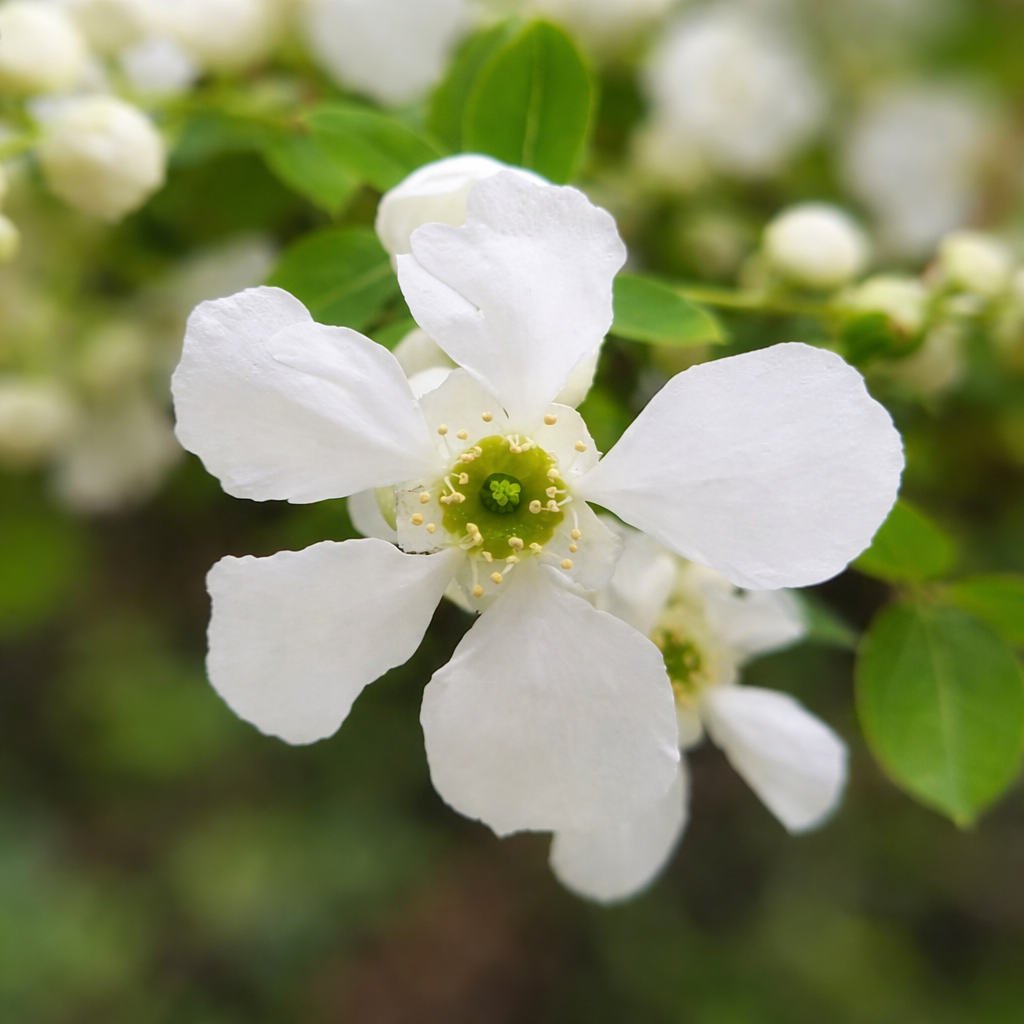 Exochorda racemosa 50-80cm | Pearl bush | Bride bush