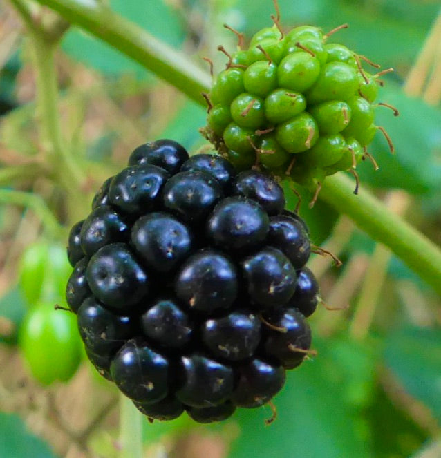Rubus fruticosus cv. CHESTER (Thornless) 60-80cm | Chester blackberry
