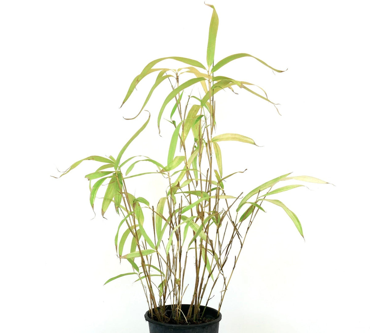 Fargesia murielae 'Rufa' 20-40cm | Umbrella bamboo | Hardy bamboo