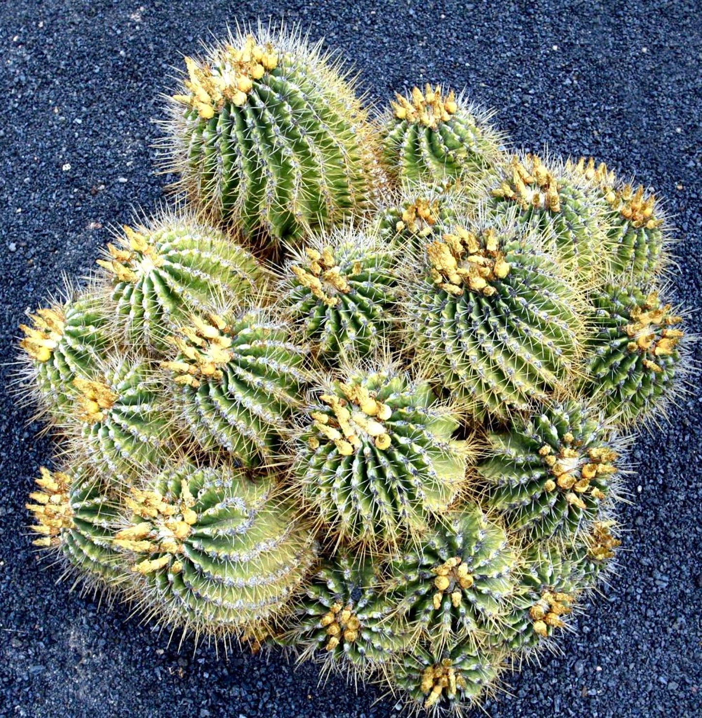 Ferocactus echidne cluster with yellow flower buds and sharp spines on dark gravel background