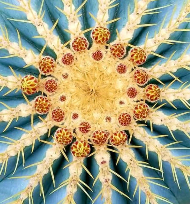 Ferocactus glaucescens cactus succulento con spine gialle radiali e boccioli con punte rosse in primo piano