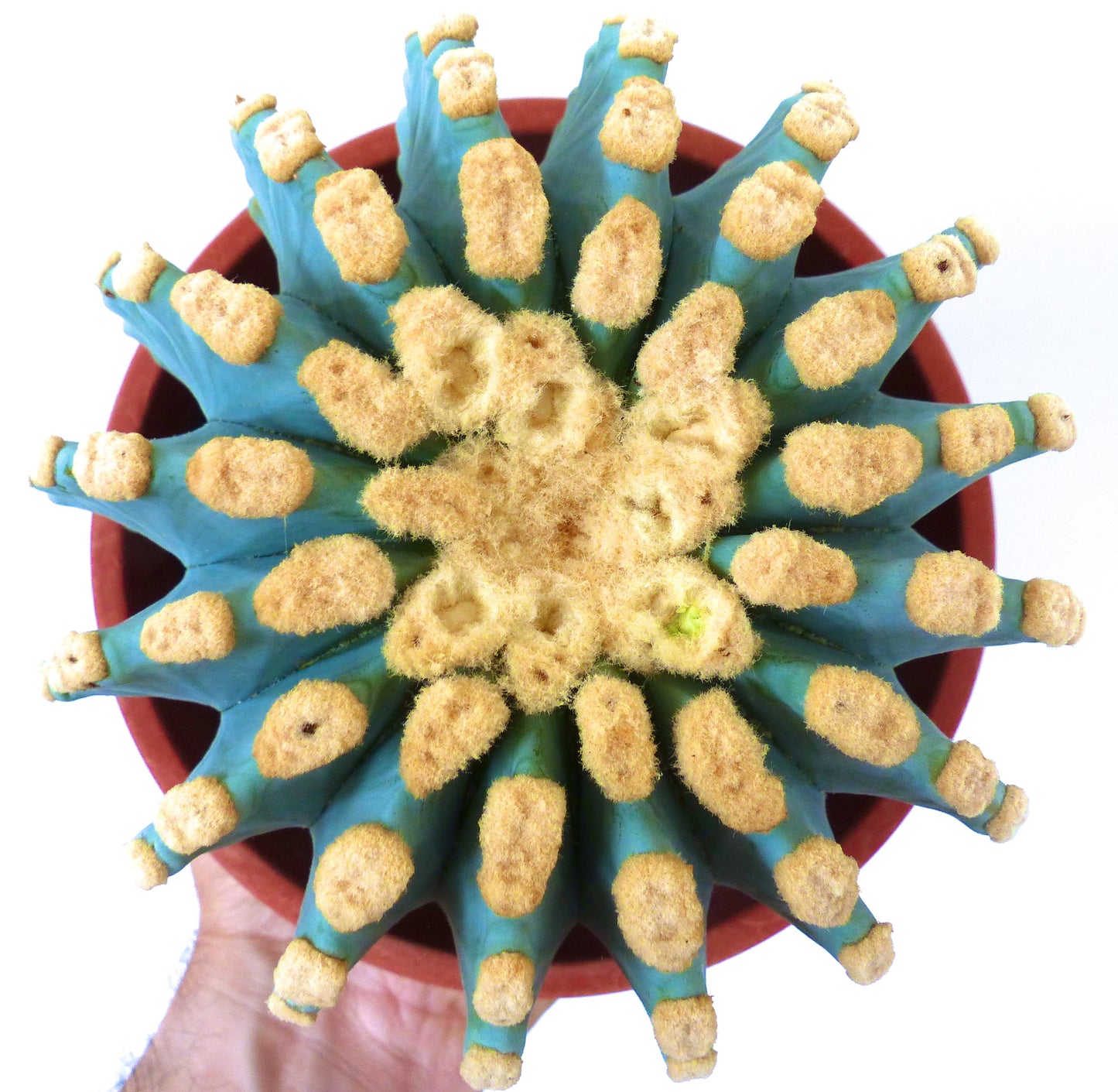 Ferocactus glaucescens cv URASAKI cactus succulento con costole blu e areole dense giallo lanose