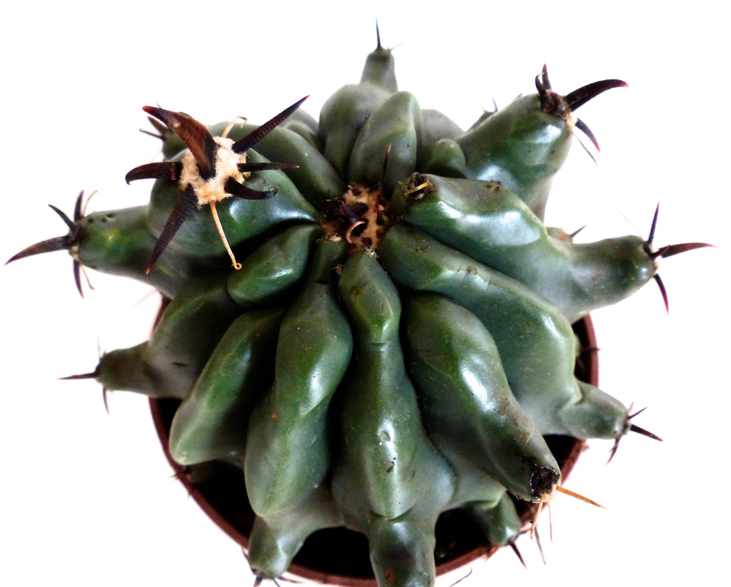 Ferocactus horridus var. brevispinus raro cactus con costole verdi spesse e spine scure curve in vaso