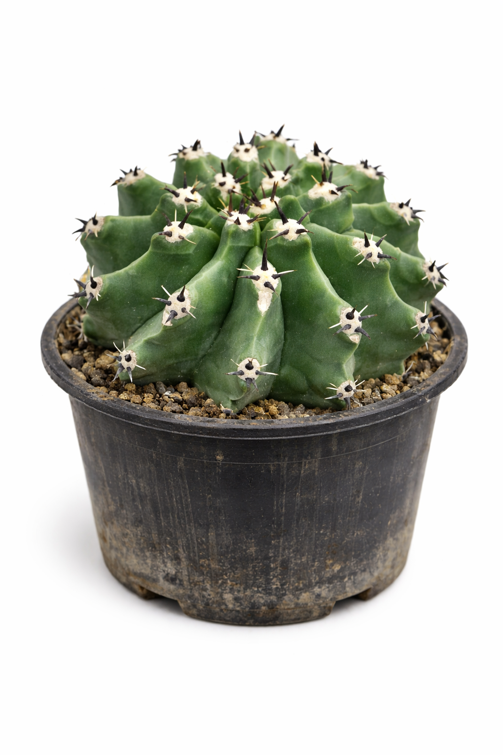 Ferocactus horridus var. inermis cactus succulento con costole verde scuro e spine nere in vaso nero