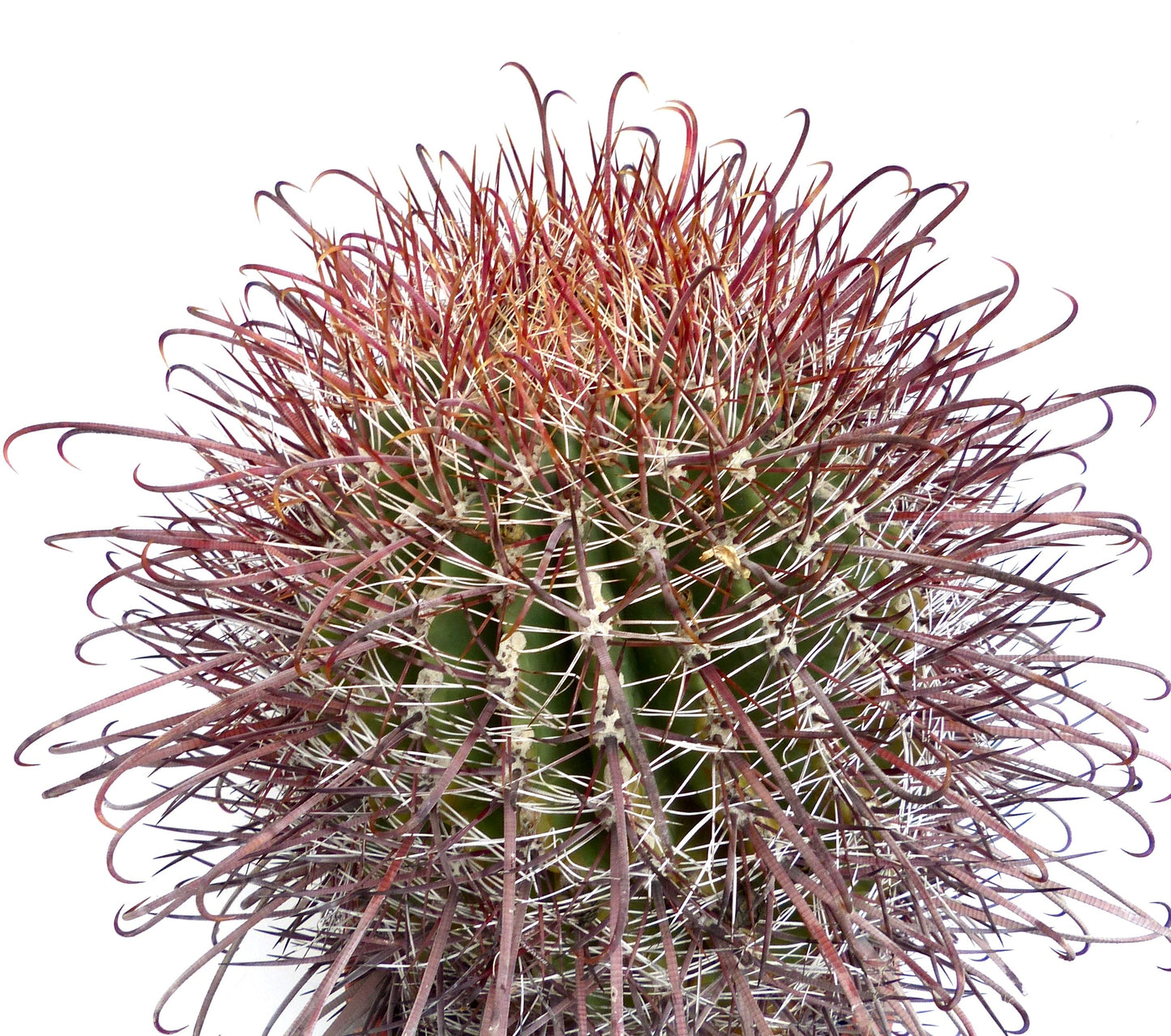 Ferocactus wislizenii v. herrerae dense succulent cactus with long curved reddish spines and green body