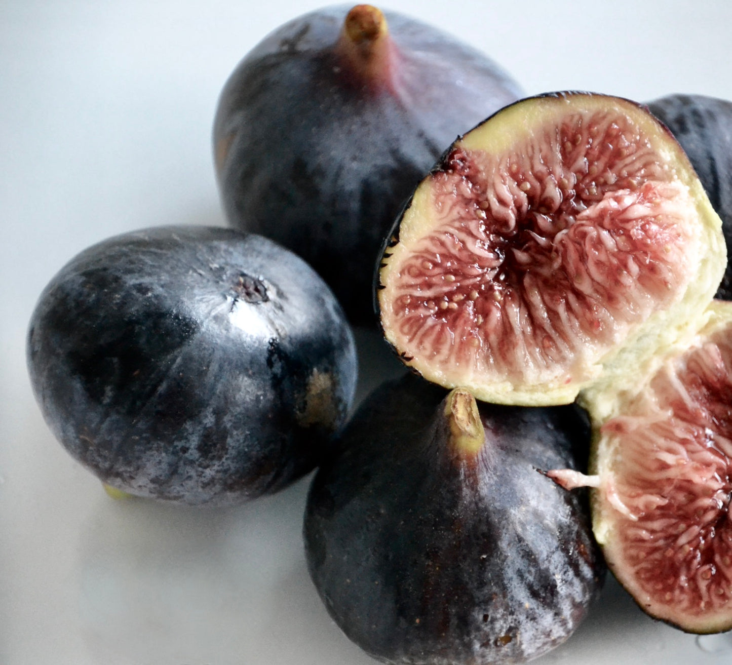 Ficus carica cv PANTERA NERA ex TAURO | Common fig | Edible fig