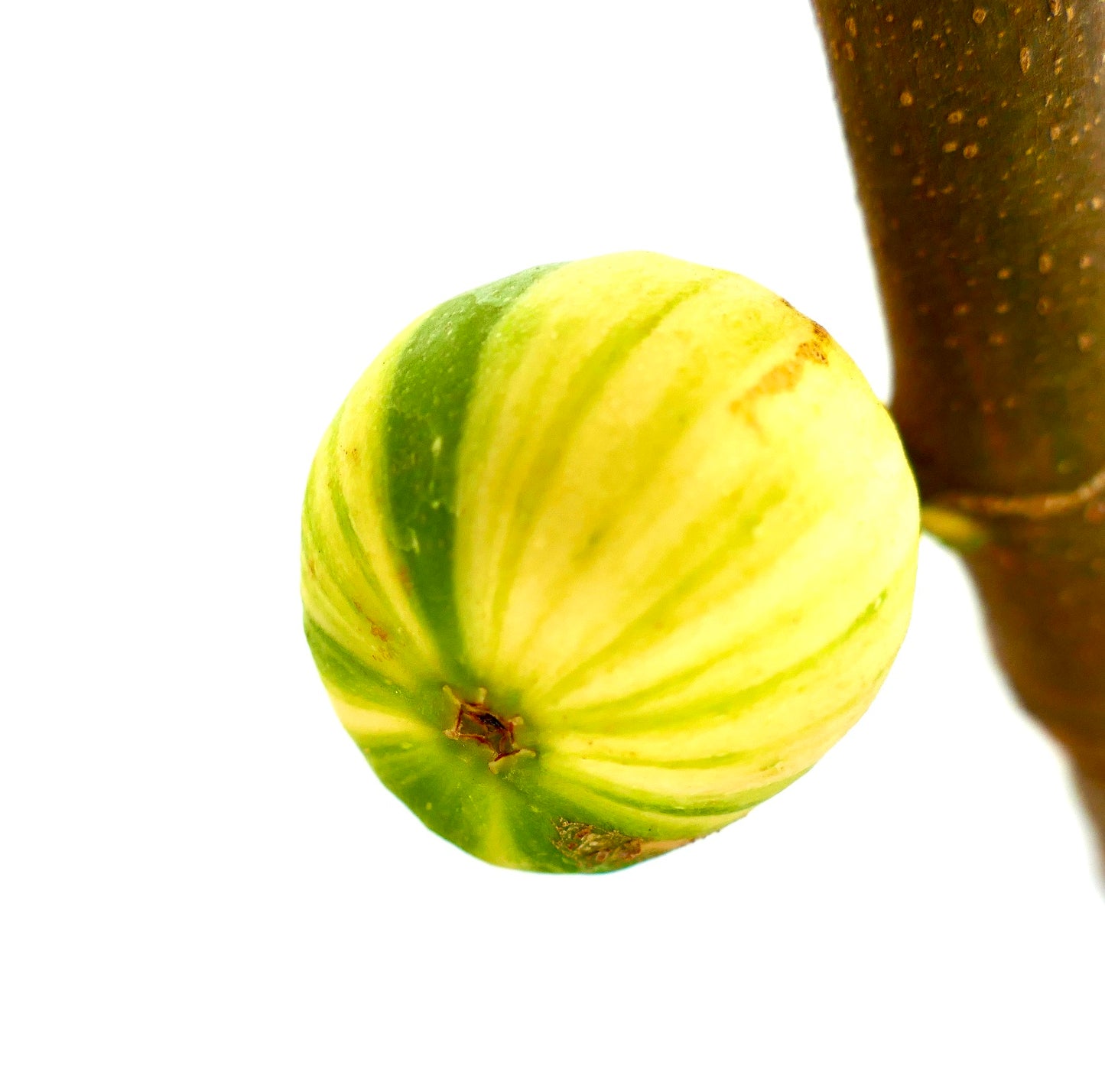 Ficus carica cv Panaché (Striped Fig) | Common fig | Edible fig