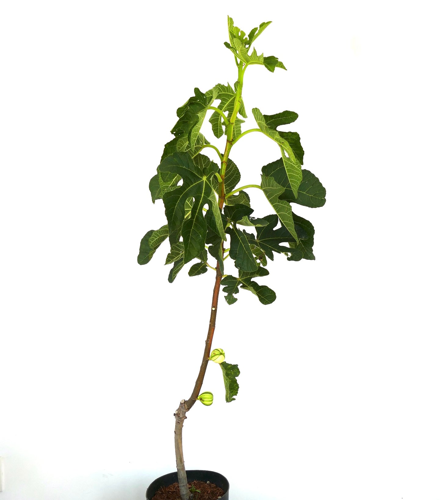 Ficus carica cv Panaché (Striped Fig) | Common fig | Edible fig