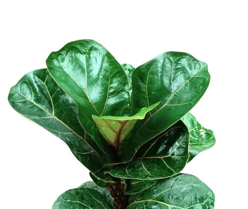 Ficus lyrata glossy green fico a foglia di violino con foglie larghe e strutturate
