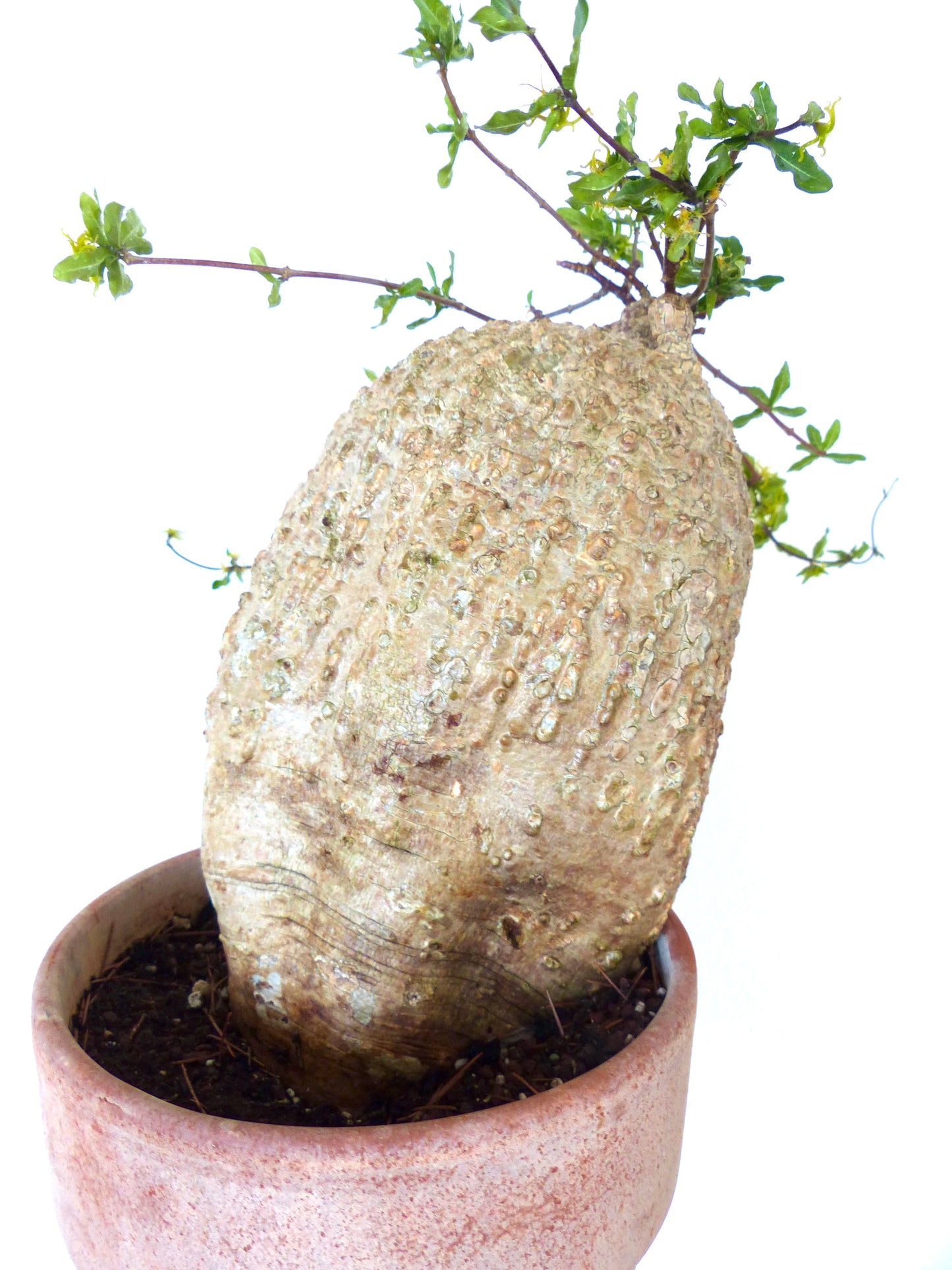 Fockea edulis | Hottentot bread | Water root
