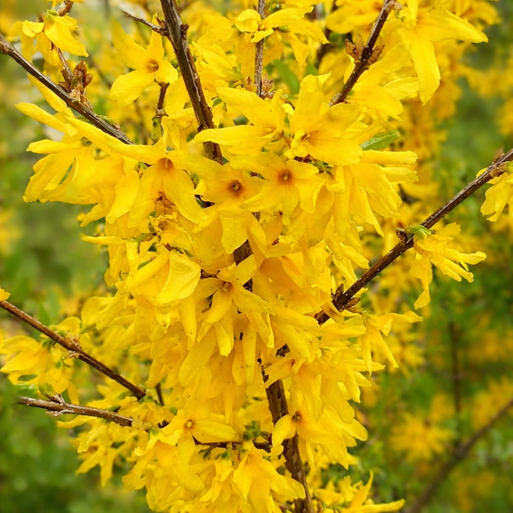 Forsythia ovata 20-40cm | Forsythia | Border forsythia