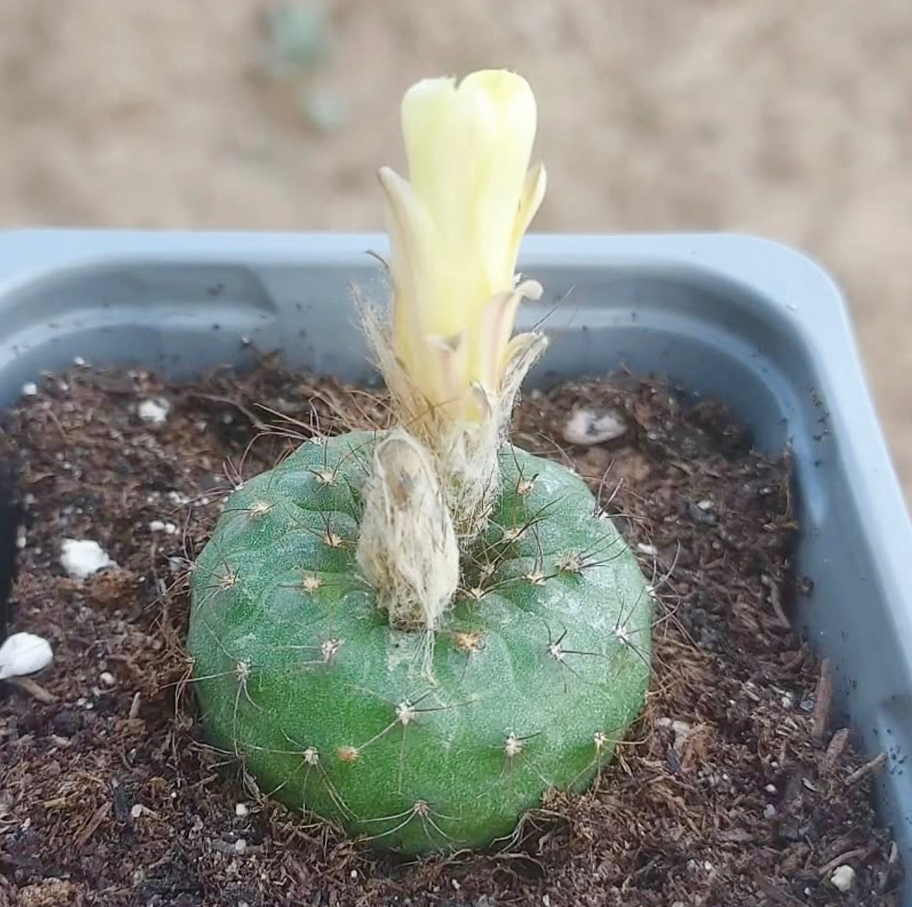 Frailea alagretassa small green cactus with pale yellow flower in pot