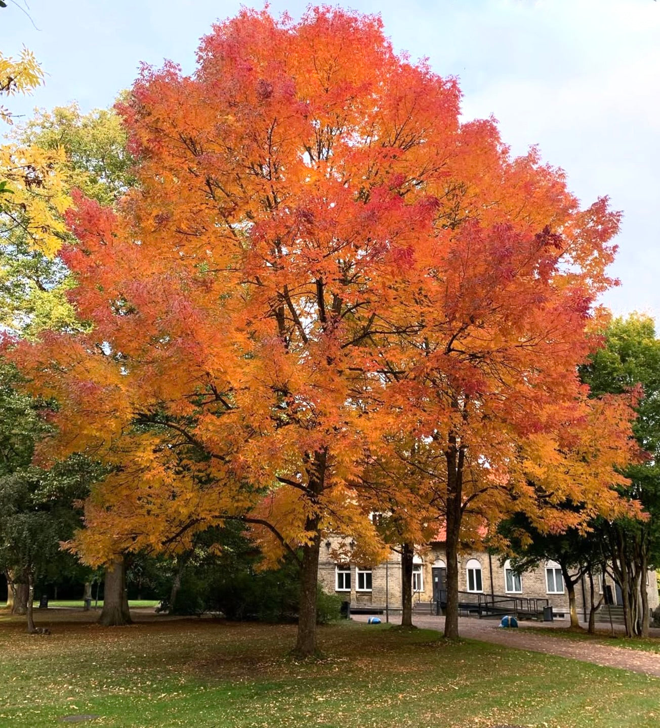 Albero Fraxinus americana con fogliame autunnale vibrante dalle tonalità arancioni e rosse in un ambiente di parco