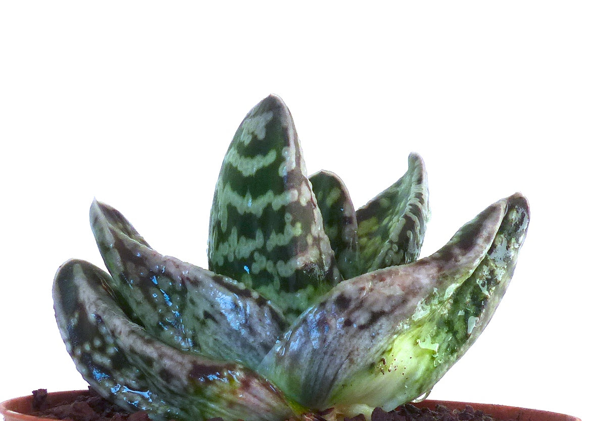 Gasteria armstrongii cv 硬い肌 (Katai hada)