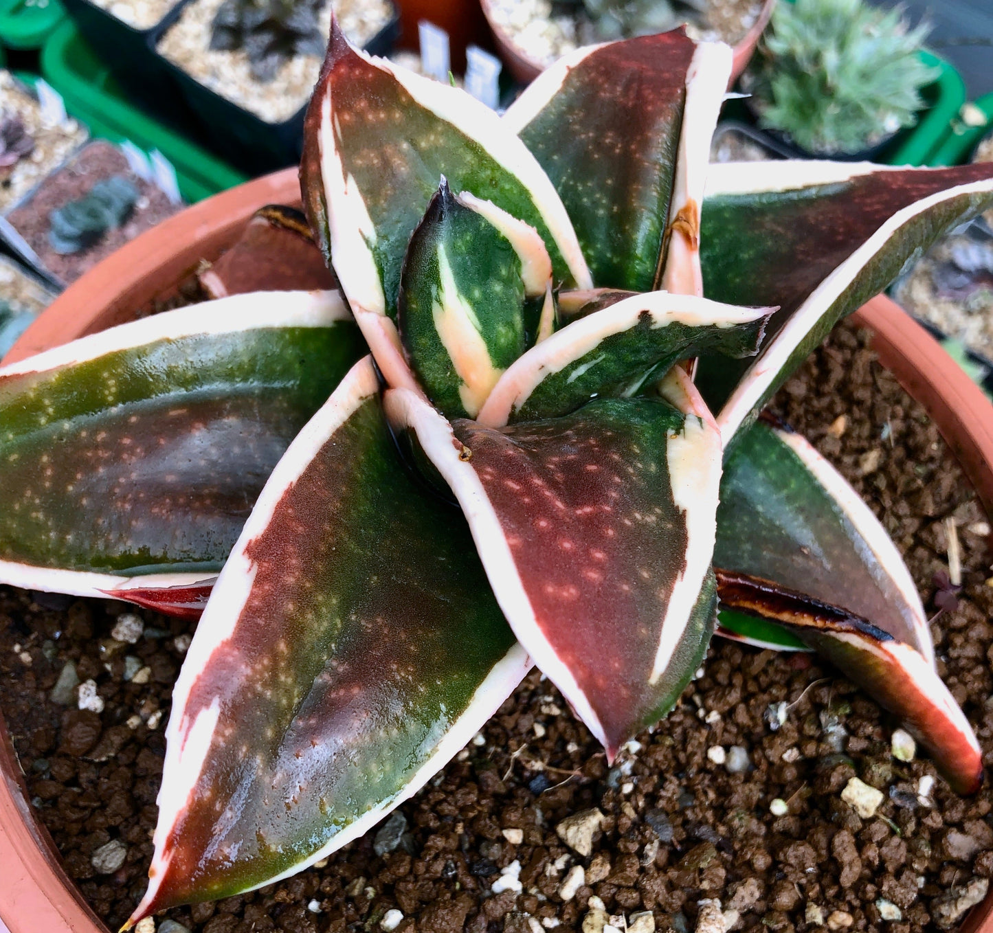 Gasteria cv GAGYU-RYU NISHIKI succulenta con foglie variegate spesse e margini bianchi in vaso