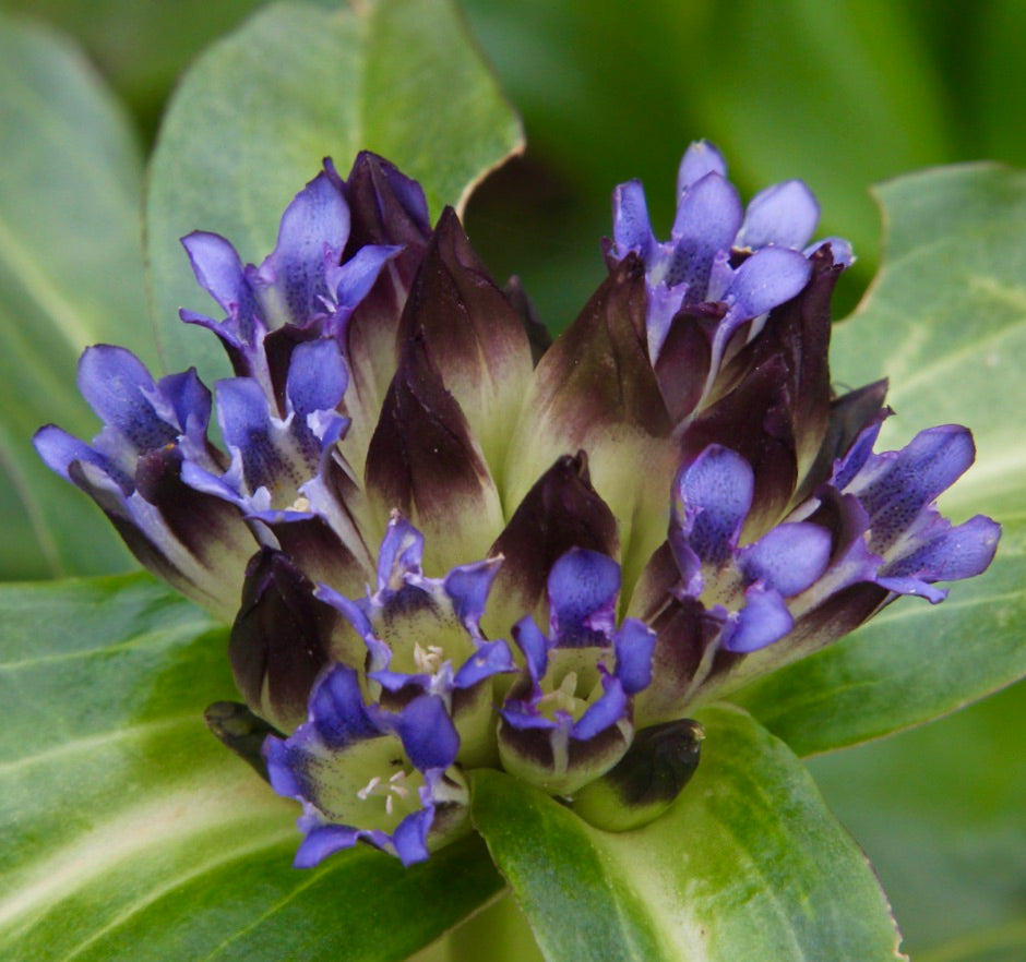 Gentiana crassicaulis fiori tubolari rari viola e granata scuro con foglie verdi