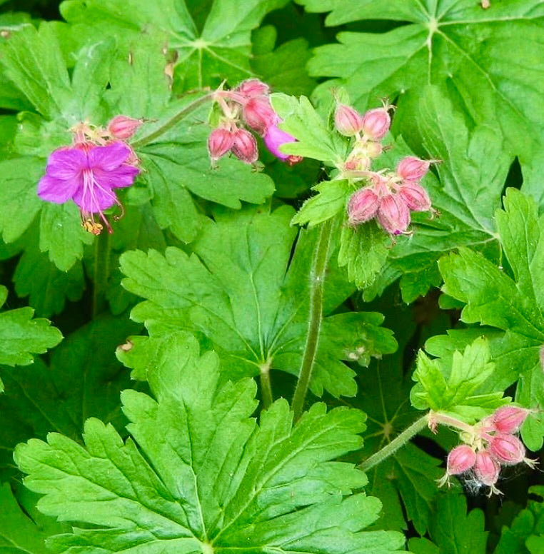 Fogliame verde di Geranium macrorrhizum con piccoli fiori rosa e steli pelosi