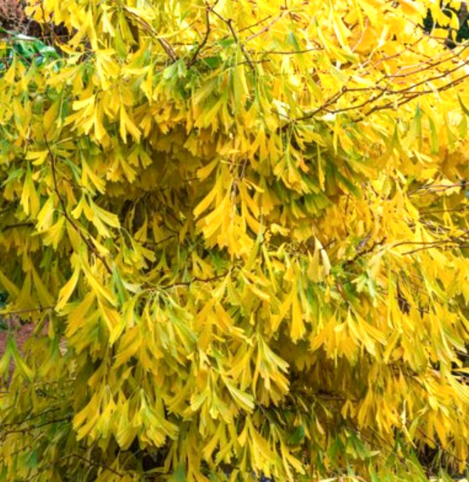 Ginkgo biloba cv ‘Saratoga’