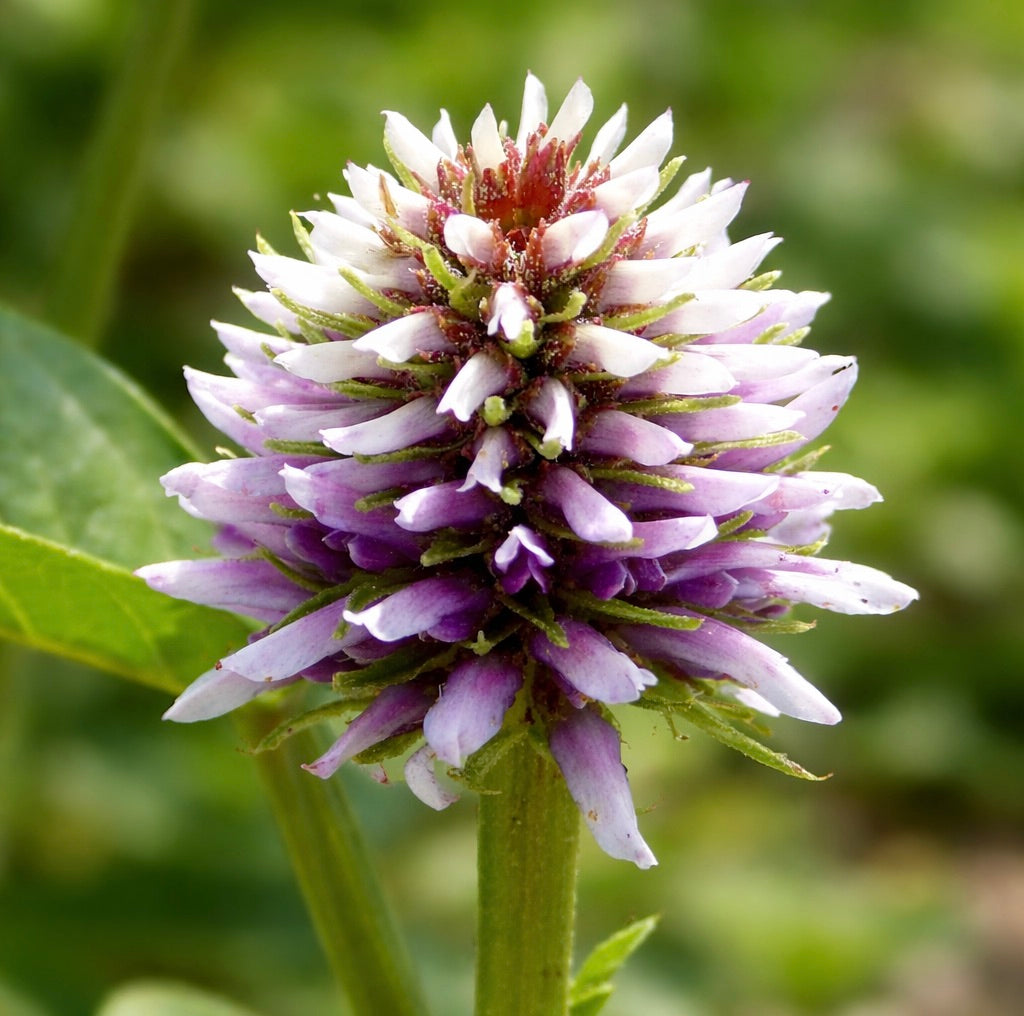 Glycyrrhiza echinata 15-20cm | Russian licorice | Spiny licorice