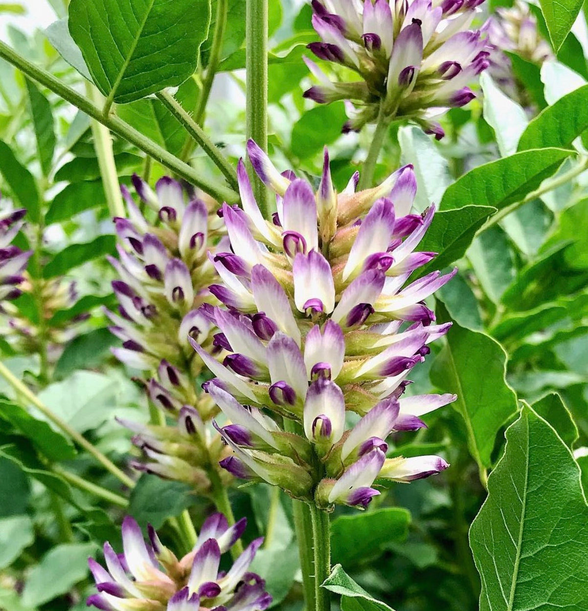 Glycyrrhiza uralensis 55-90cm | Chinese licorice | Ural licorice