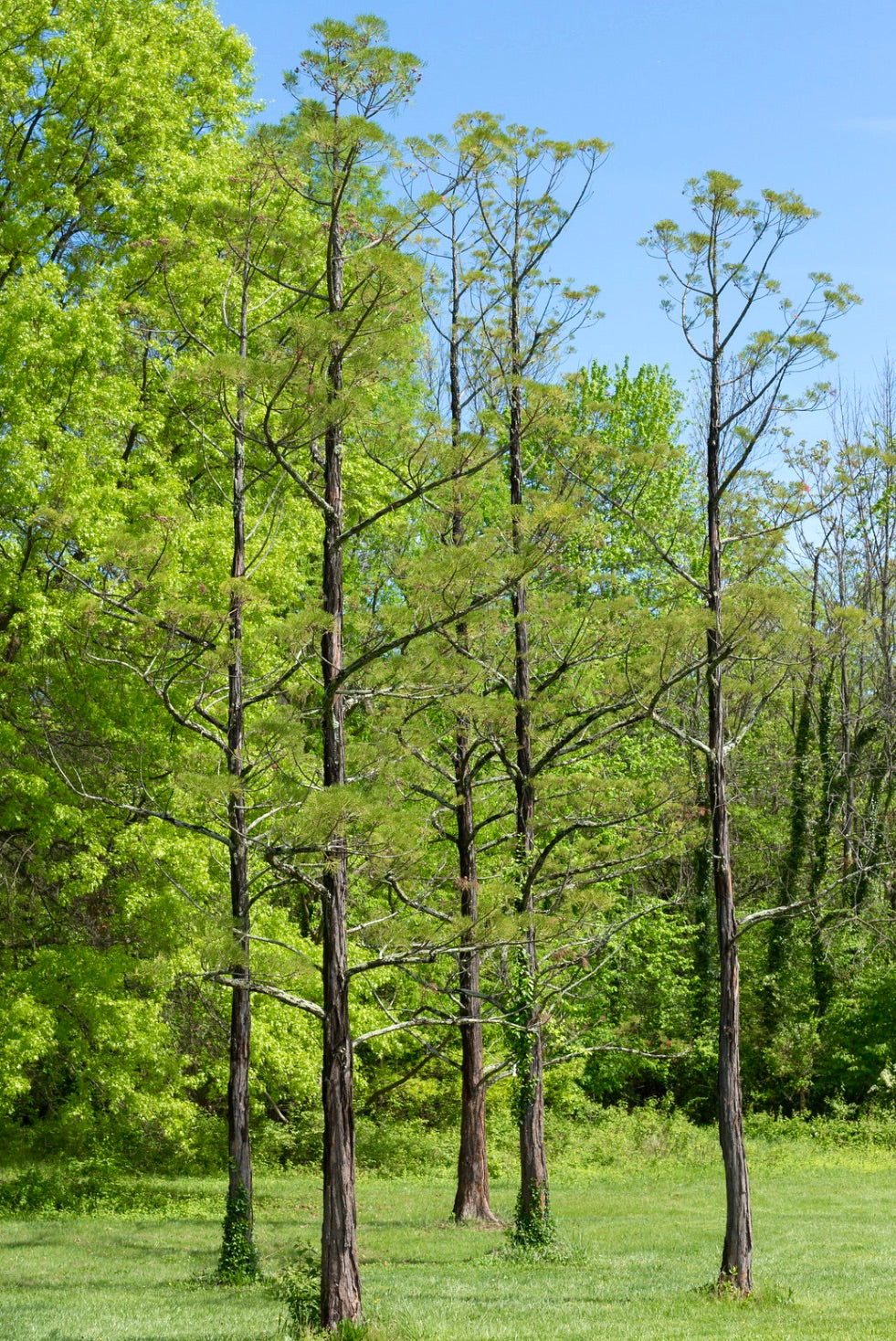Glyptostrobus pensilis | Chinese swamp cypress | Water pine