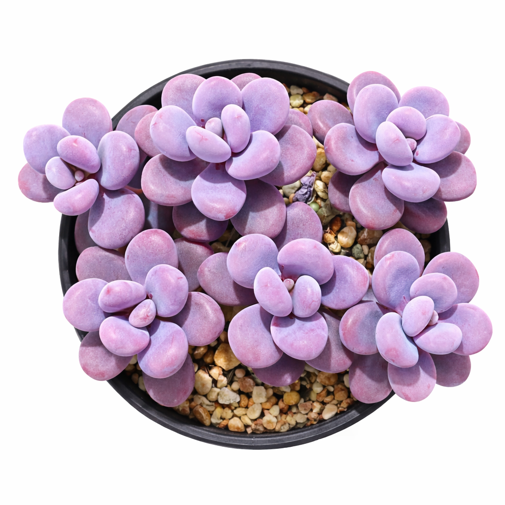 Graptopetalum amethystinum succulent with plump purple rosette leaves in black pot