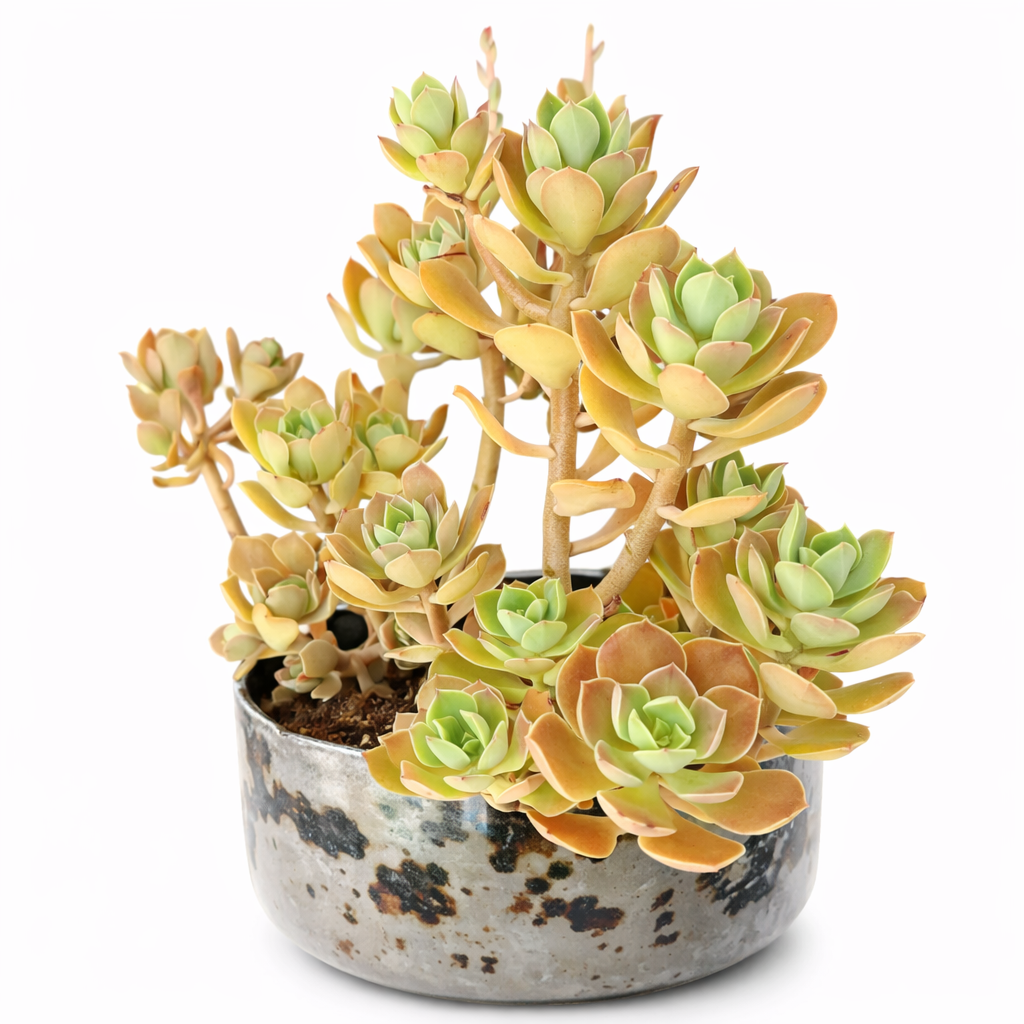 Graptopetalum fruticosum succulent with green and orange rosettes in rustic ceramic pot