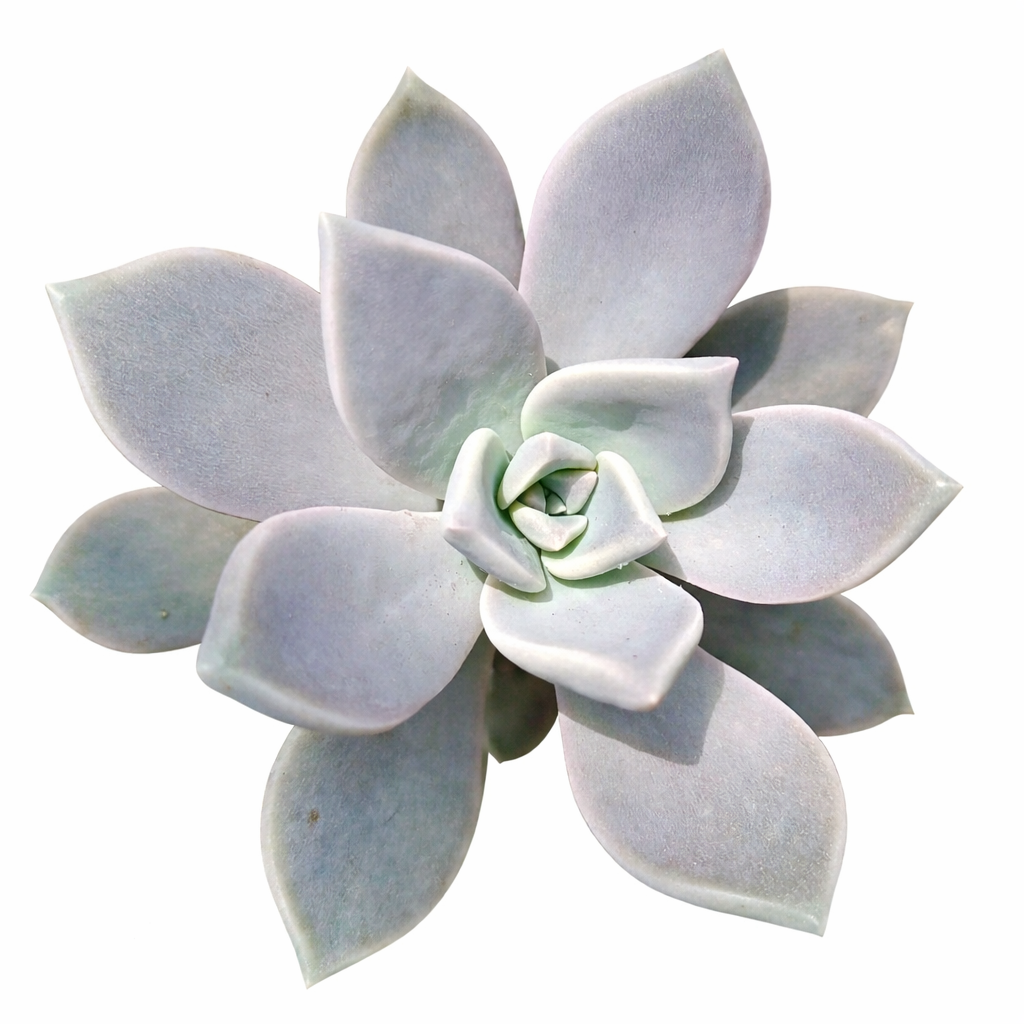 Graptopetalum paraguayense succulent rosette with pale grayish-green fleshy leaves