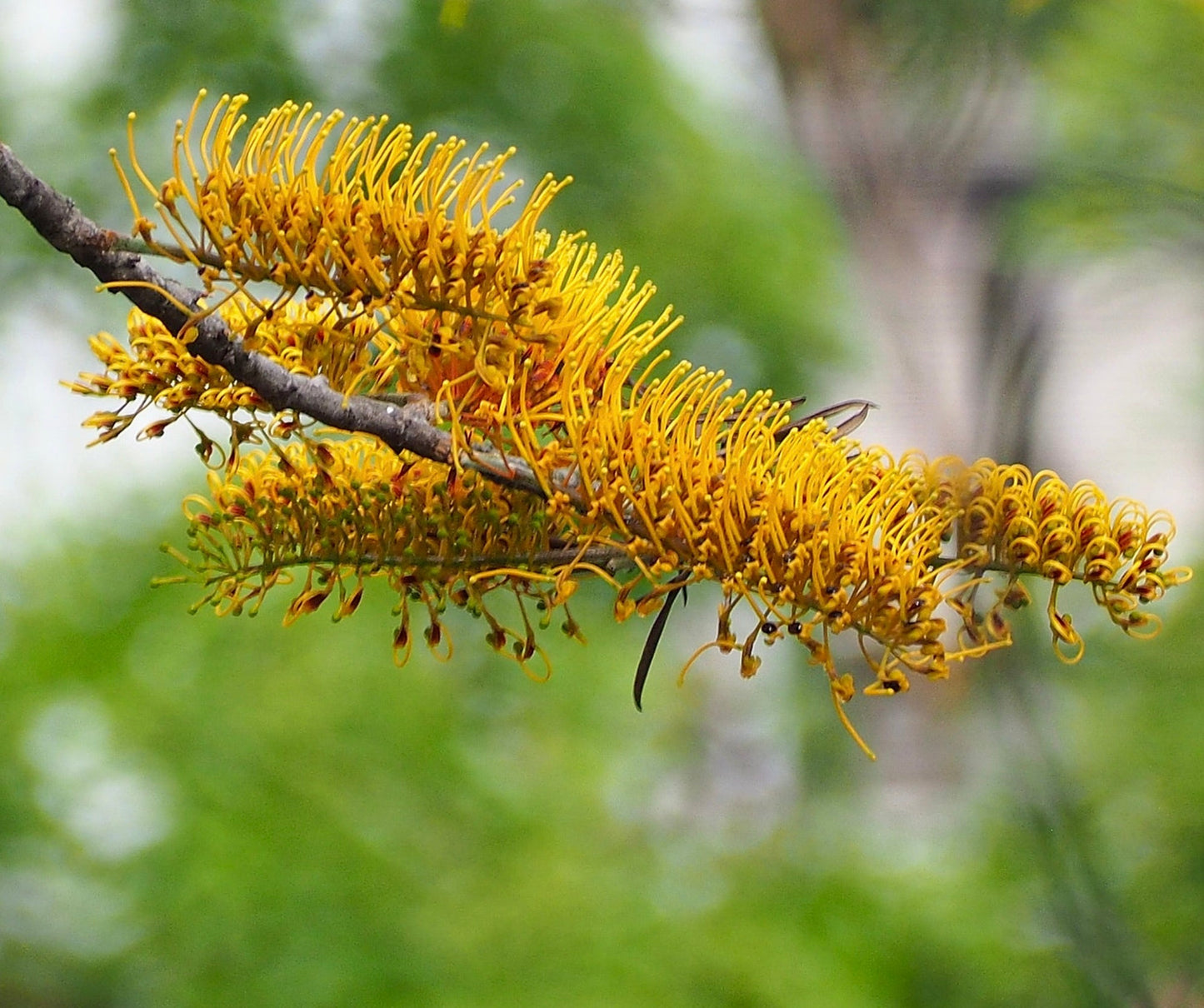 Grevillea robusta grappolo di fiori intricati di un giallo brillante su ramo sottile