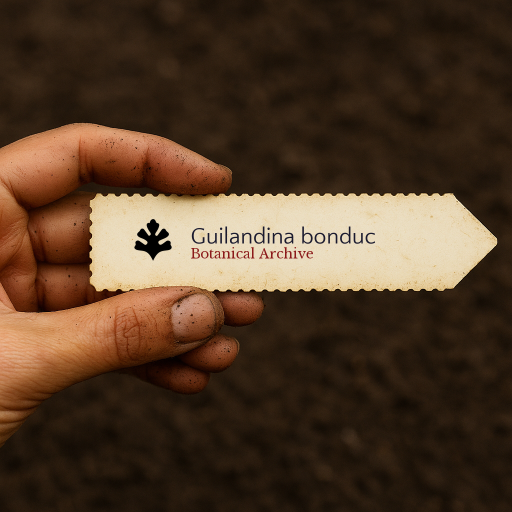 Printed plant label for Guilandina bonduc held over soil background