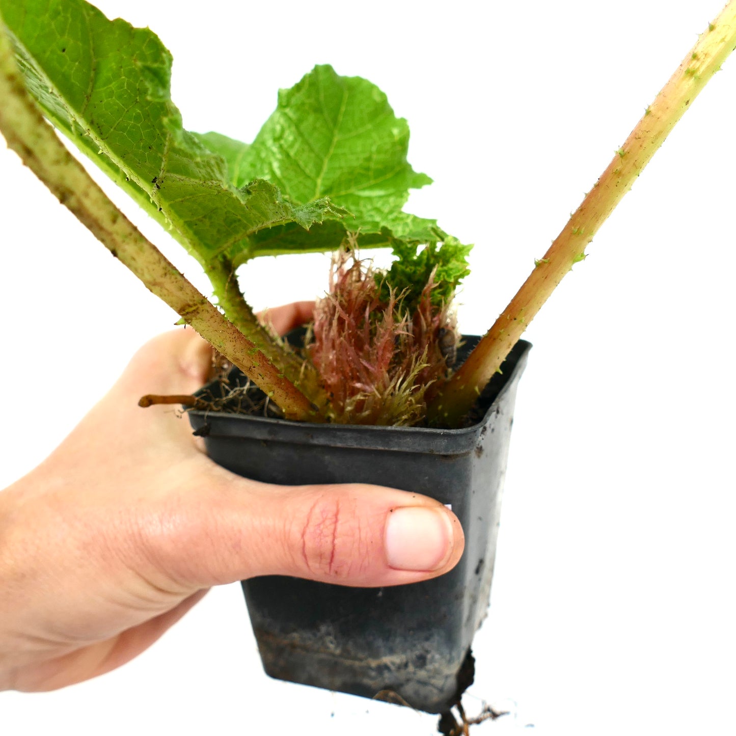 Gunnera manicata young plant with large textured leaves and spiny stems in small pot