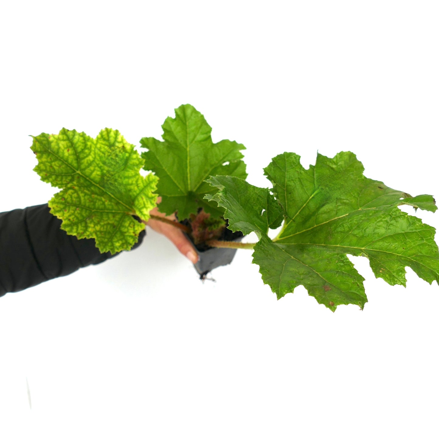 Gunnera manicata large textured green leaves with serrated edges plant specimen