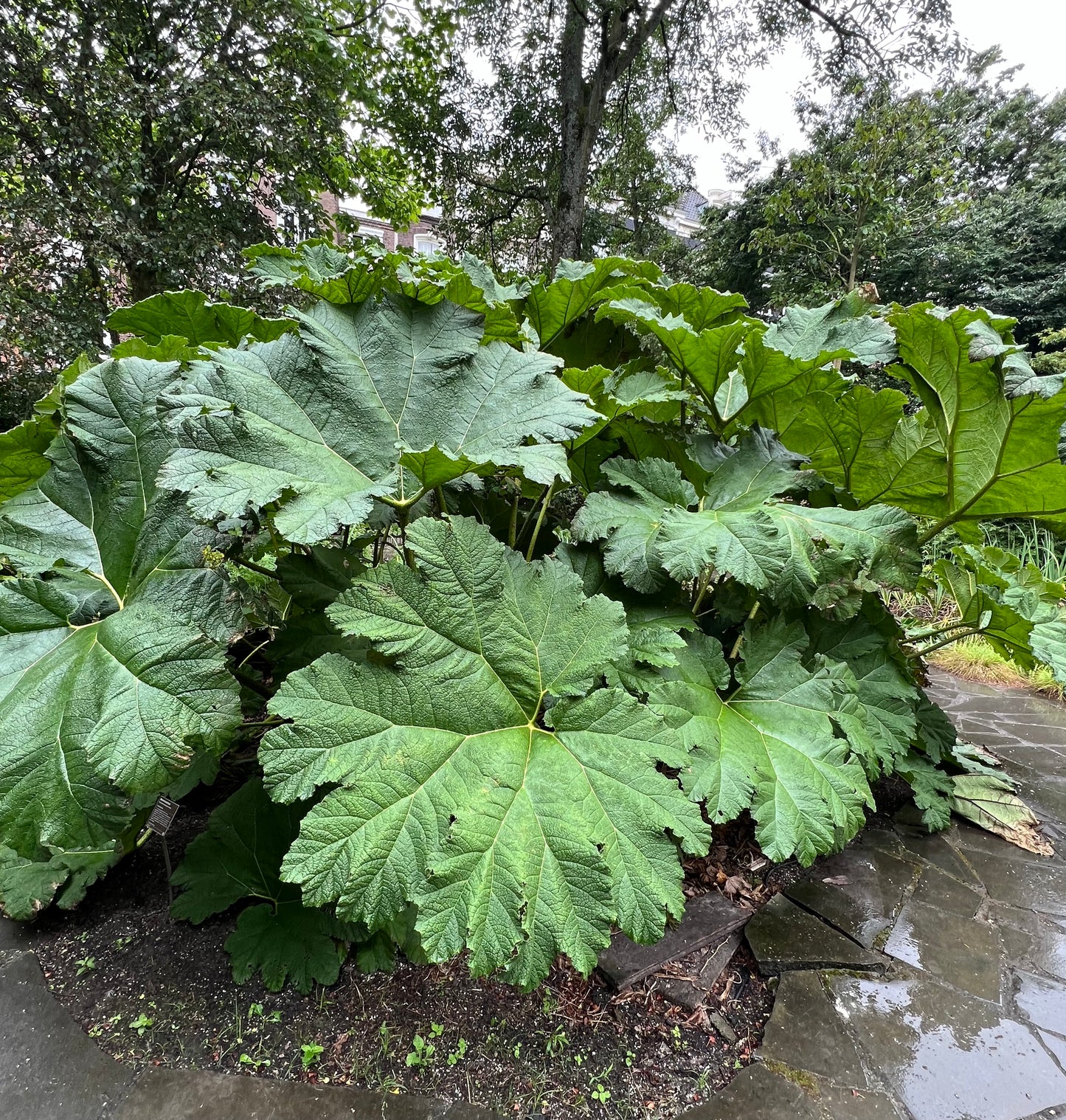 Gunnera manicata large textured green leaves with serrated edges in garden setting