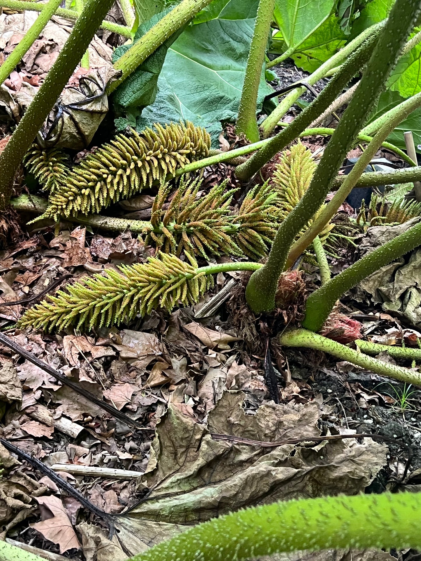 Gunnera manicata with large textured leaves and spiky green flower stalks growing on forest floor