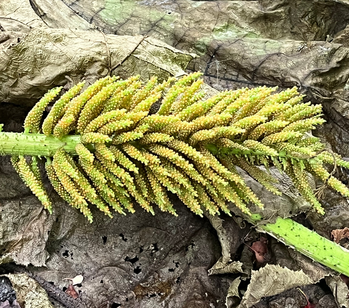 Gunnera manicata close-up of large textured flowering spike with green and yellow buds