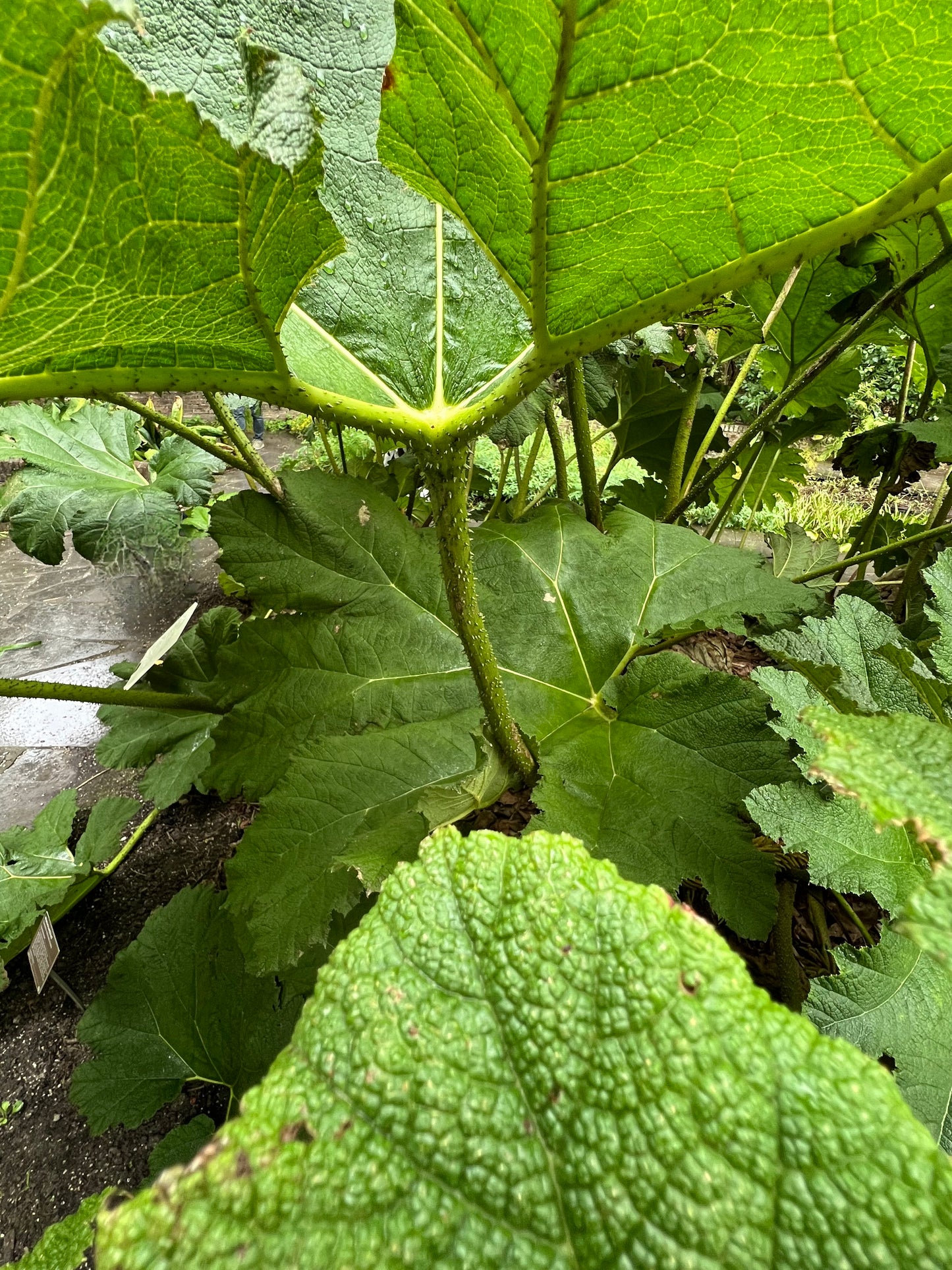 Gunnera manicata large textured leaves with spiny stems in lush green garden setting