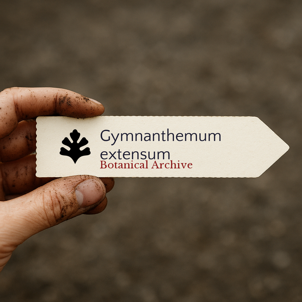Printed plant label for Gymnanthemum extensum held by dirty hand outdoors
