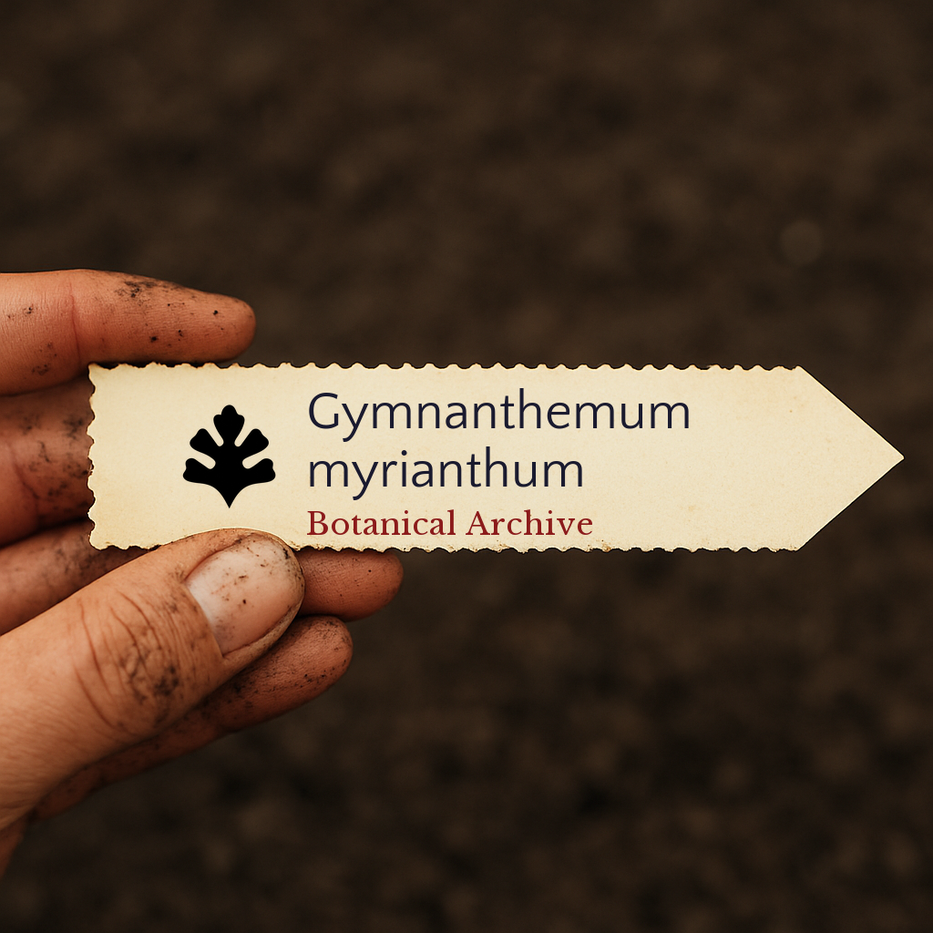 Printed plant label for Gymnanthemum myrianthum held by dirty hand over soil background