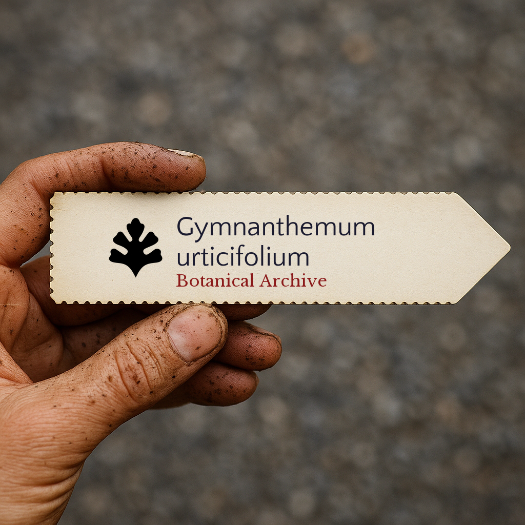 Printed plant label for Gymnanthemum urticifolium held by dirty hand outdoors