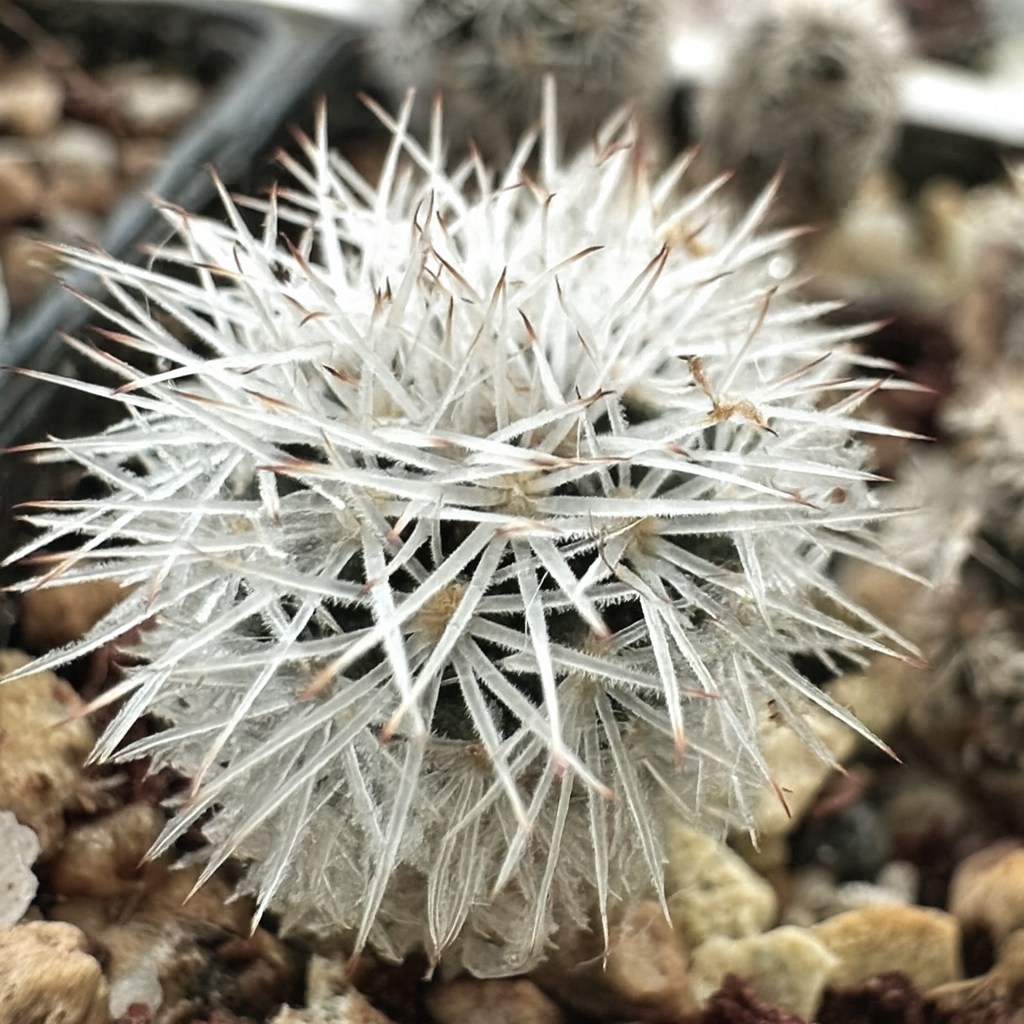 Gymnocactus beguinii var. senilis piccolo cactus raro con spine bianche dense e lanose