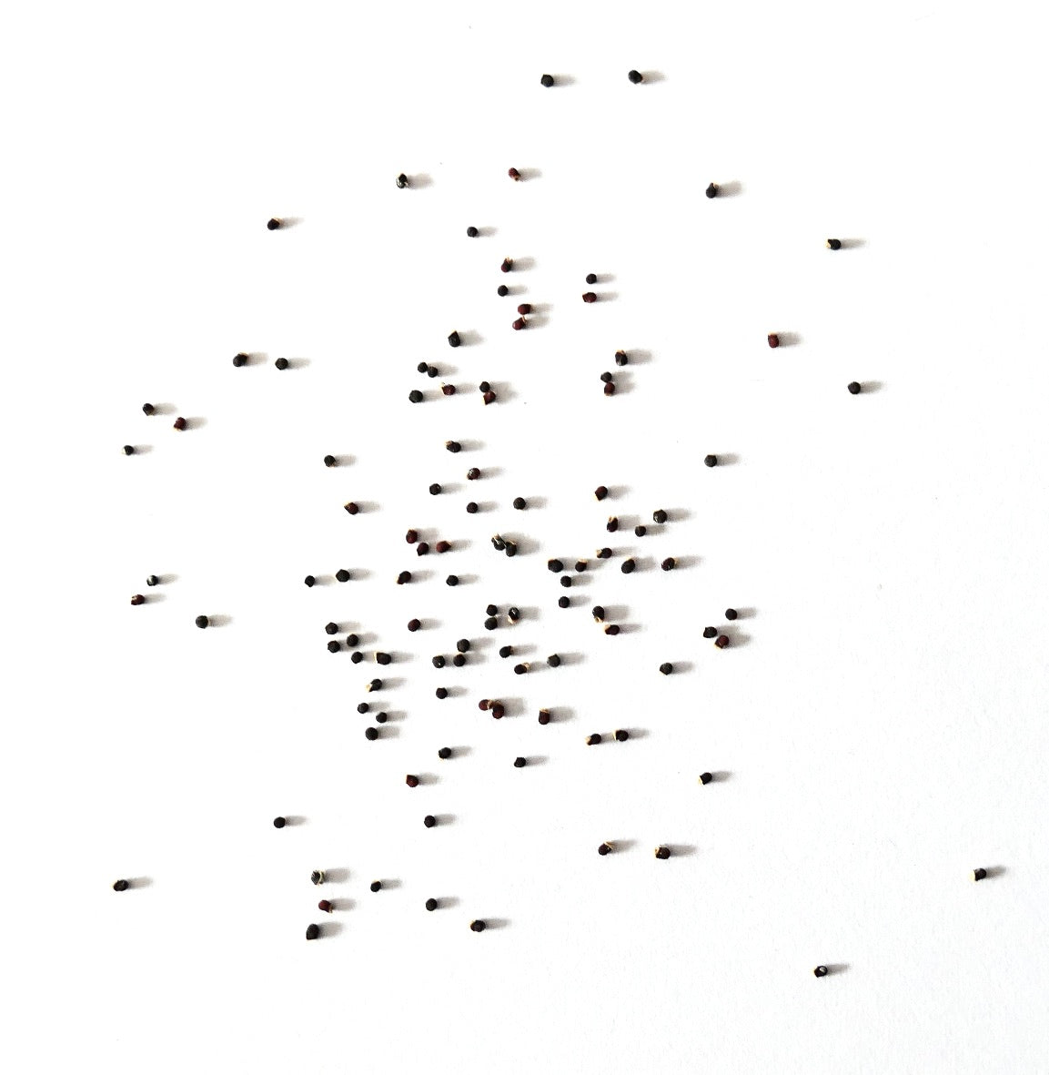 Gymnocalycium ambatoense small dark cactus seeds scattered on white background