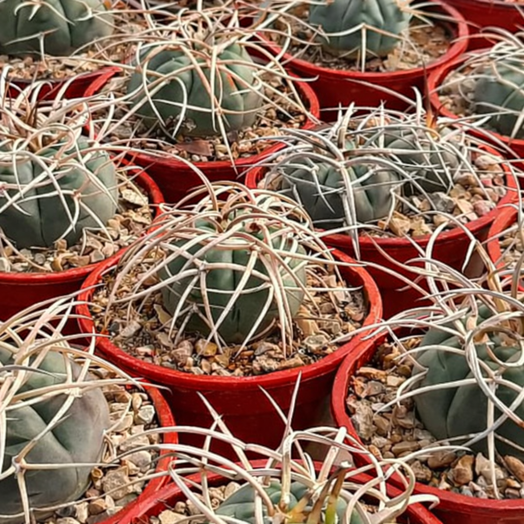 Gymnocalycium armatum 6-9cm | Chin cactus | Gymnocalycium