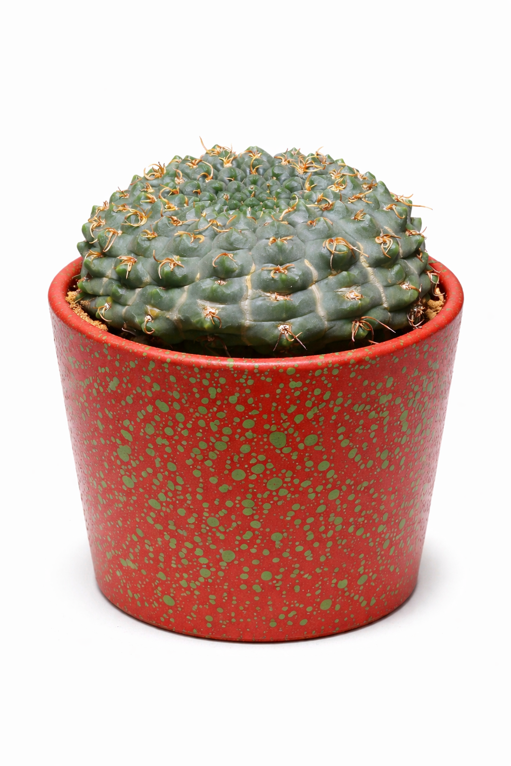 Gymnocalycium artigas verde cactus rotondo con piccole spine in vaso screziato rosso